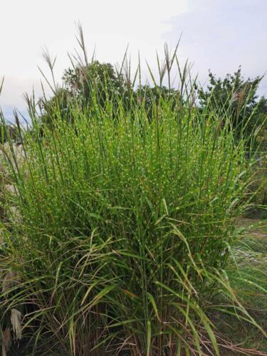 393098636 896250745459721 6853469189861757468 n