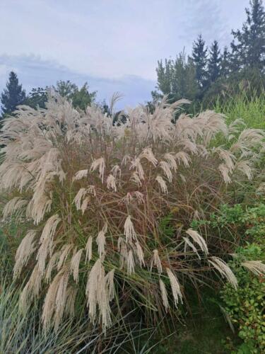 403612299 2474151459432187 3196261327596597968 n